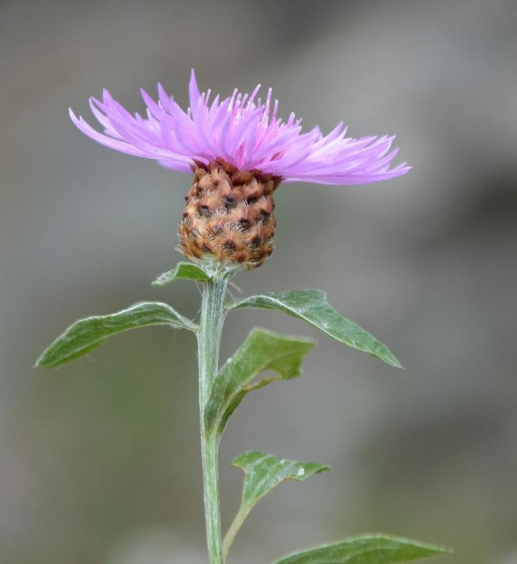 Centaurea cfr. nigra